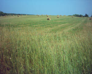 wheatfield.jpg